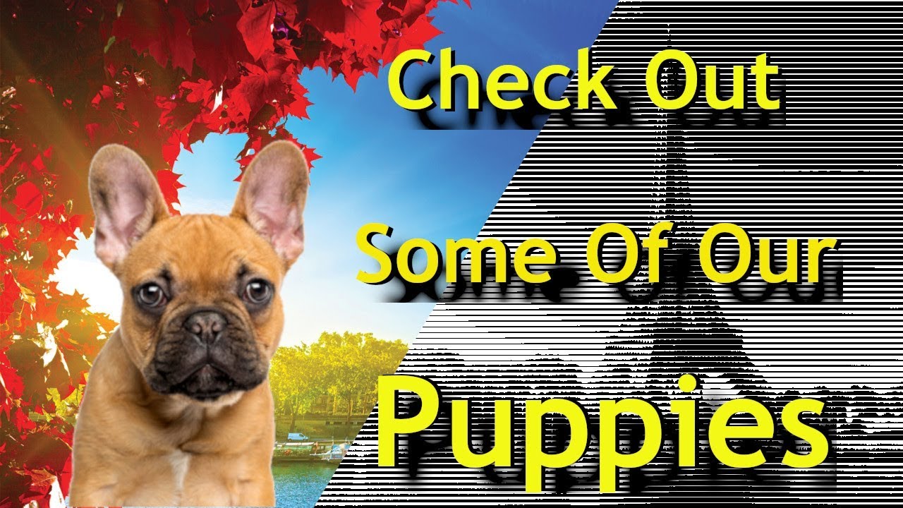 Do French Bulldogs Have Dew Claws