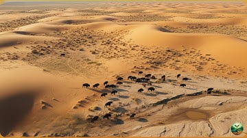 Thousands of Bison Were Released Into Dead Grasslands – The 10-Year Transformation Amazed Everyone