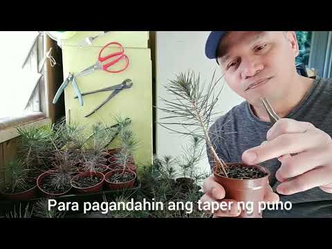 Japanese Black Pine Seedling Care