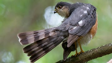 Sharp-shinned Hawk Stretch & Flight