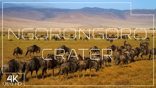 Wildlife in Ngorongoro Crater | Nature of Tanzania in 4K