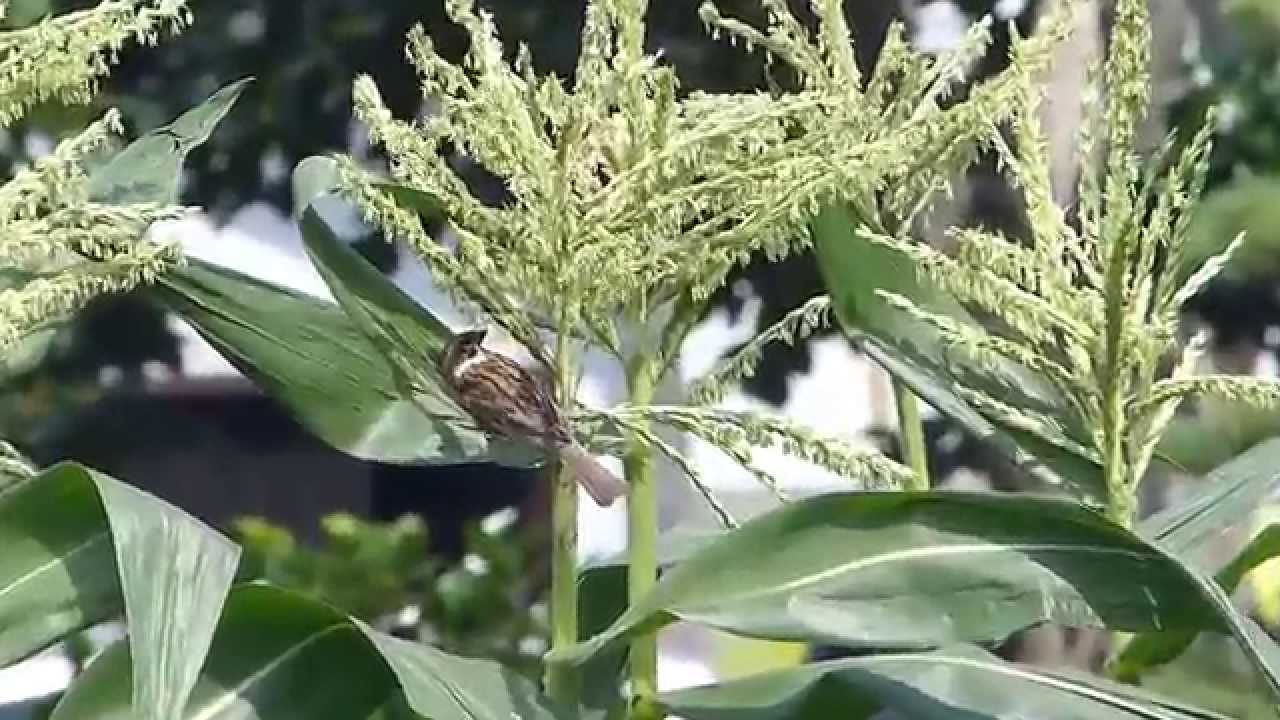 Tree Sparrow Eats Corn Aphid スズメ 野鳥 がトウモロコシアブラムシを捕食 Youtube