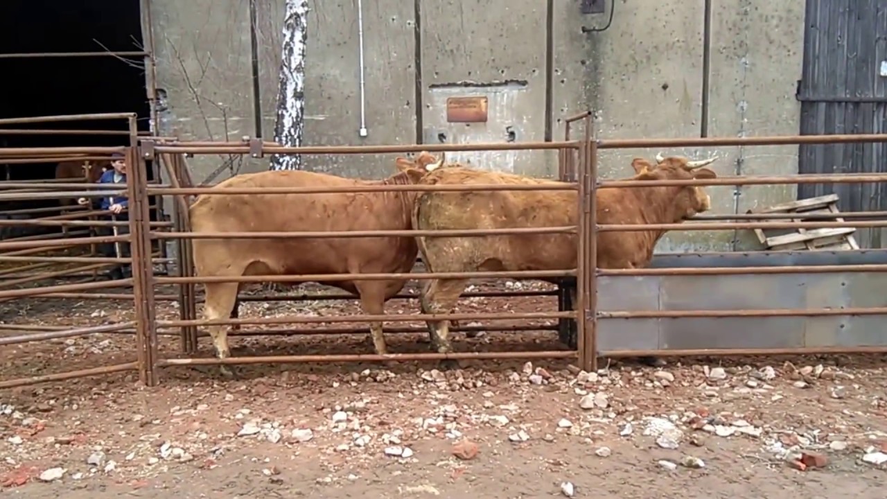 88 sztuk w 180 minut.  Pierwszy w Polsce sweep corrall.