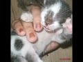My 3 little babies | my pet Cat | the New member of my family