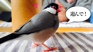【Let’s play together !!】朝から元気よく遊びをせがむ文鳥