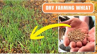 Will It grow? Growing grain in a Dry Olive Grove