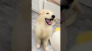 Download Mp3 I got you!!!! #puppy #goldenretriever  #dog Gudang lagu Download Mp3 I got you!!!! #puppy #goldenretriever  #dog