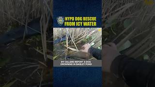 NYPD DOG RESCUE FROM ICY WATER