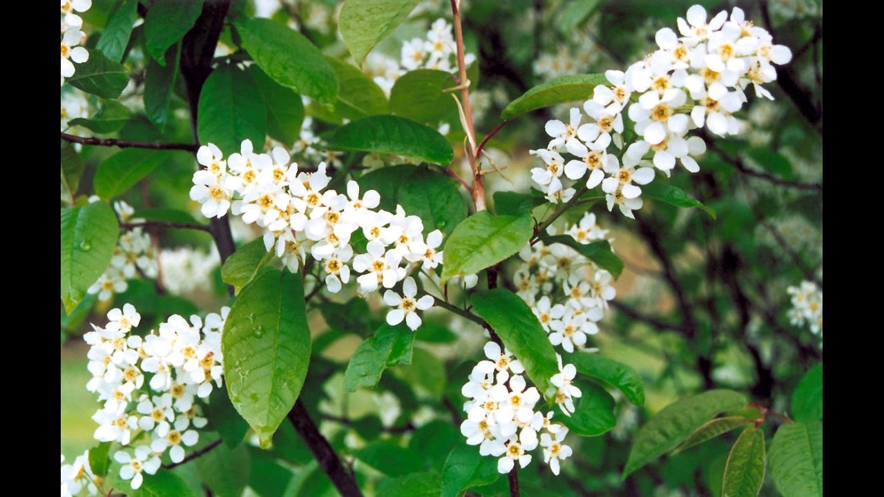 Черемуха обыкновенная  Prunus padus