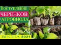 ЧЕРЕНКИ петуний, георгин, пеларгоний от АГРОФИРМЫ ВИОЛА . Весна 2021