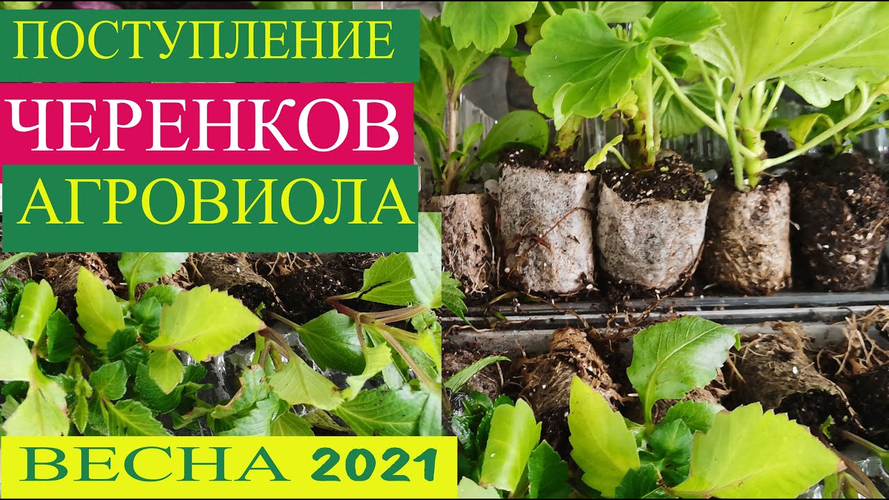 Вегетативные черенки интернет магазин. Сайт Виола вегетативные черенки. Агровиола черенки. Агрофирма Виола вегетативные черенки петунии. Агровиола черенки вегетативных петуний.