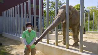 「しろとり動物園　動物授業 ゾウ編」の動画サムネイル