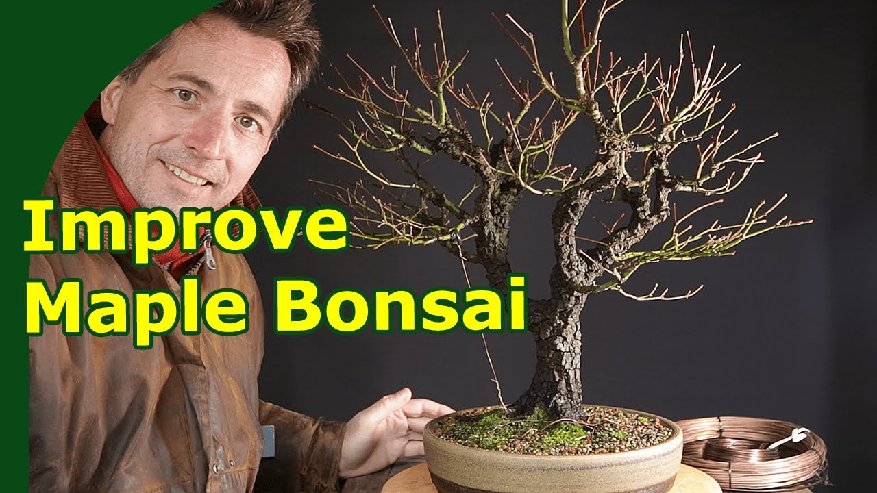 Improving Japanese Maple 'arakawa' Bonsai - YouTube