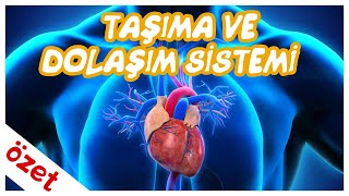 Taşıma ve Dolaşım Sistemi Özet / AYT Biyoloji