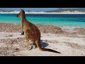 Lucky Bay, Esperance - Kangaroos at Australia&#39;s whitest beach