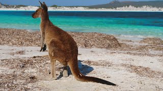Lucky Bay, Esperance - Kangaroos at Australia's whitest beach
