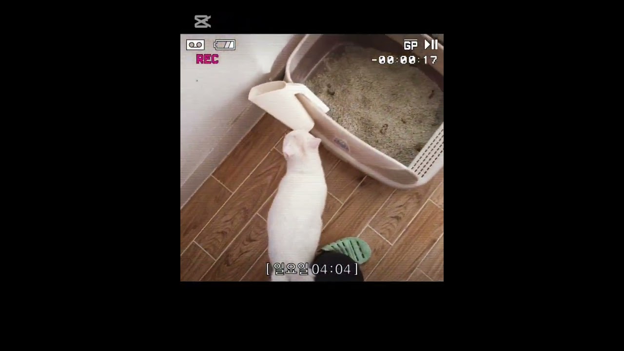 황싸부네 미묘, 설기를 만난날. (2019.05.12)
