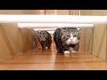 トイレットペーパーの芯ロードとねこ３。-Toilet paper core road and Maru&Hana 3.-