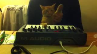 Cats CAN produce dubstep!