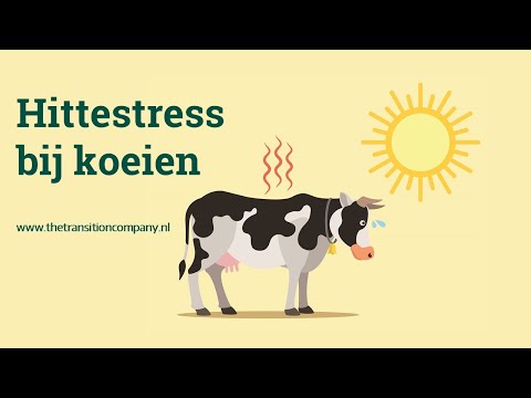 Video: Lichaamswarmte Natuurlijk Verminderen: 10 Huismiddeltjes Voor Hittestress