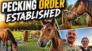First Full Herd Feeding - Romeo Climbs The Pecking Order!