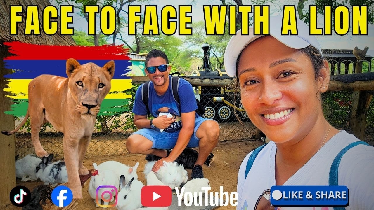 😱Lion Gets Dangerously Close at Casela Mauritius
