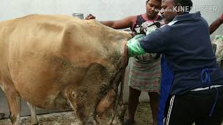 dystocia in cow How vet corrected head deviated calf and  relieved pain of cow