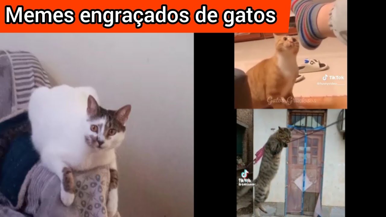 Memes engraçados de gatos pra você dar muita risada parte 2 - YouTube