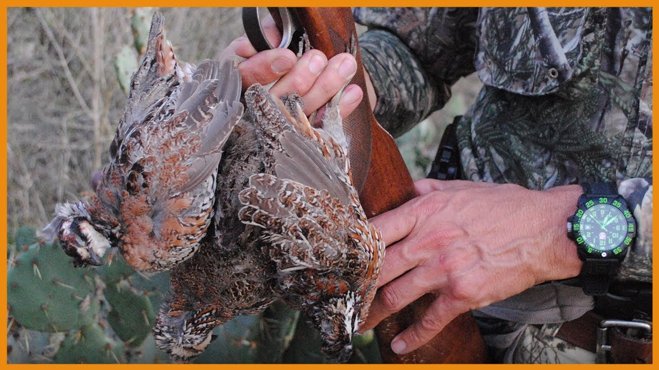 Quail Hunting Without Dogs (Phew! What A Workout!) - YouTube