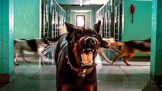 Adolescentes Liberan A Todos Los Perros En La Perrera Hotel Para Perros Clip En Español