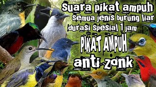 SUARA PIKAT SEMUA JENIS BURUNG KECIL PALING AMPUH 