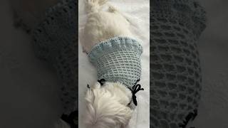 요즘 유행하는 발레코어 무드 강아지 옷 뜨기🎀 8시간 걸려서 하루만에 완성(•ૢ⚈͒⌄⚈͒•ૢ)