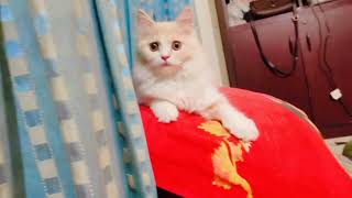 খেলতে খেলতে ক্লান্ত কোকো🐱😓#animals #cat #catlover #viralvideo #catvideos #viral #shortvideo #views