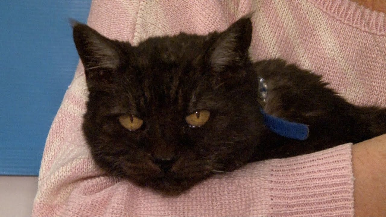 02/24/2023 Brandy the Cat Available now for Adoption from Never