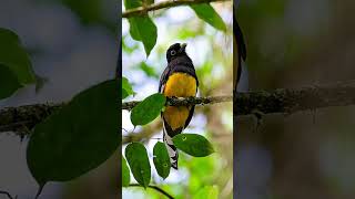 Surucuas do Paraná #aves #birdwatching #naturezasurpreendente