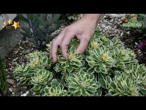 ቪዲዮ: Sedum Caustic (41 ፎቶዎች) - የ Sedum ተክል መግለጫ ፣ መትከል እና እንክብካቤ ፣ በመሬት ገጽታ ንድፍ ውስጥ ቢጫ አበባ መጠቀም