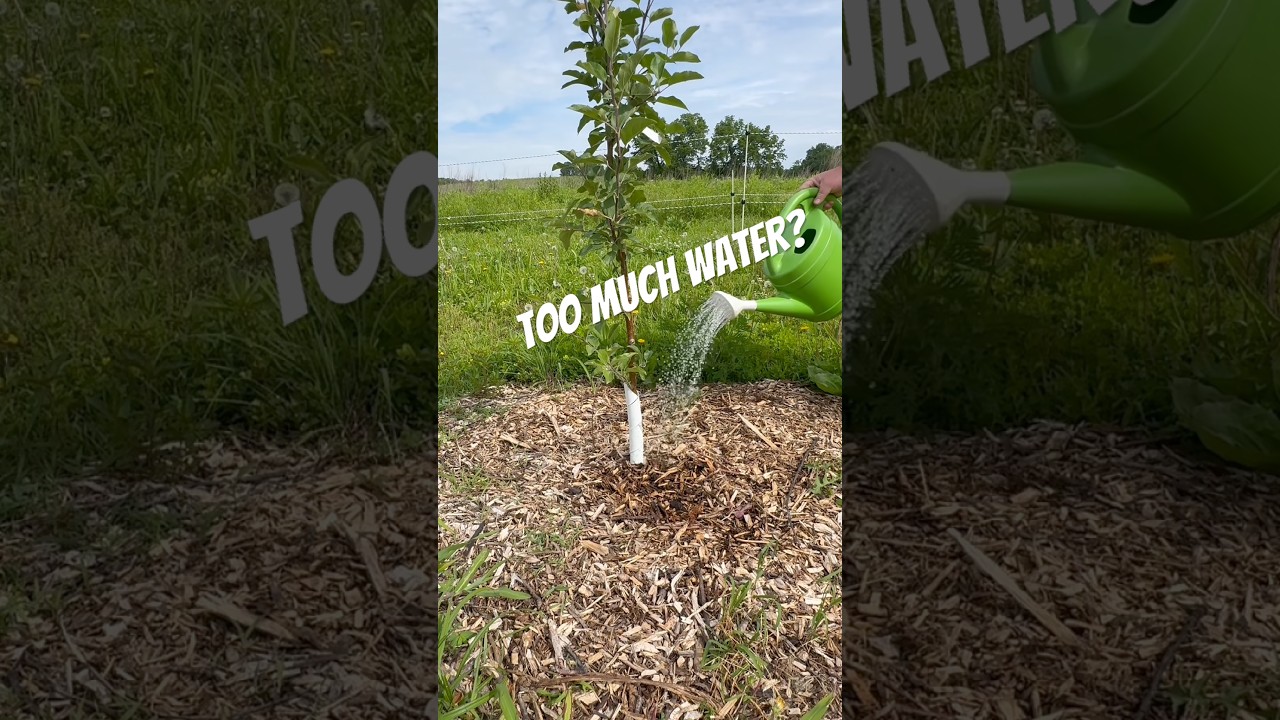 Watering too much? #fruittrees