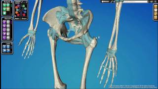 Camera Navigation in Cyber-Anatomy