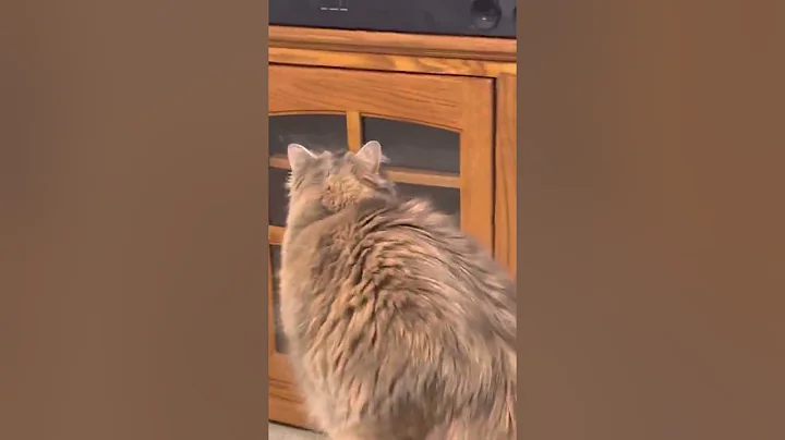 Lelia on the hunt
