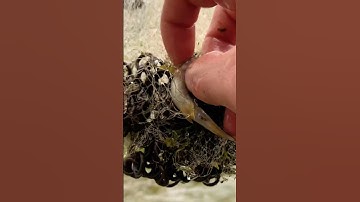 Quăng chài cá suối, được cá bống hoa to _ pvntv #batcabong #fishing