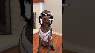 Best Halloween Dog Costumes 2024