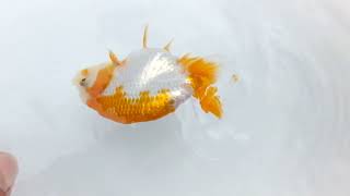 DSCF5264