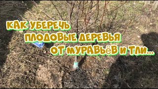 Как сохранить плодовые деревья от муравьёв и тли