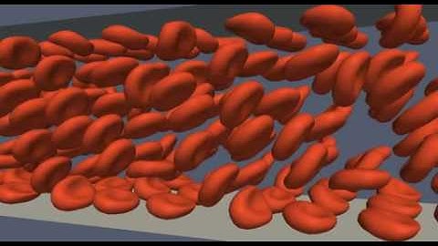 suspension of red blood cells in simple shear flow