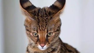 The 10 Most Unique Looking Cat Breeds