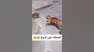 مضاربة بين الكلب و قطة الدبلجة الحيوانات 