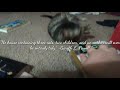 Cute Cat Video with a Gareth Powell Quote