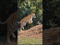 Jungle King 👑 #viral #short #animals #tiger #tiger #reels #wildlife #MustWatch #foryou #fyp