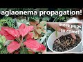 EASIEST WAY TO PROPAGATE AGLAONEMA PLANT! || Update For Other Plants