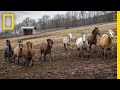 Photographing the Strength and Beauty of Rescued Horses | National Geographic